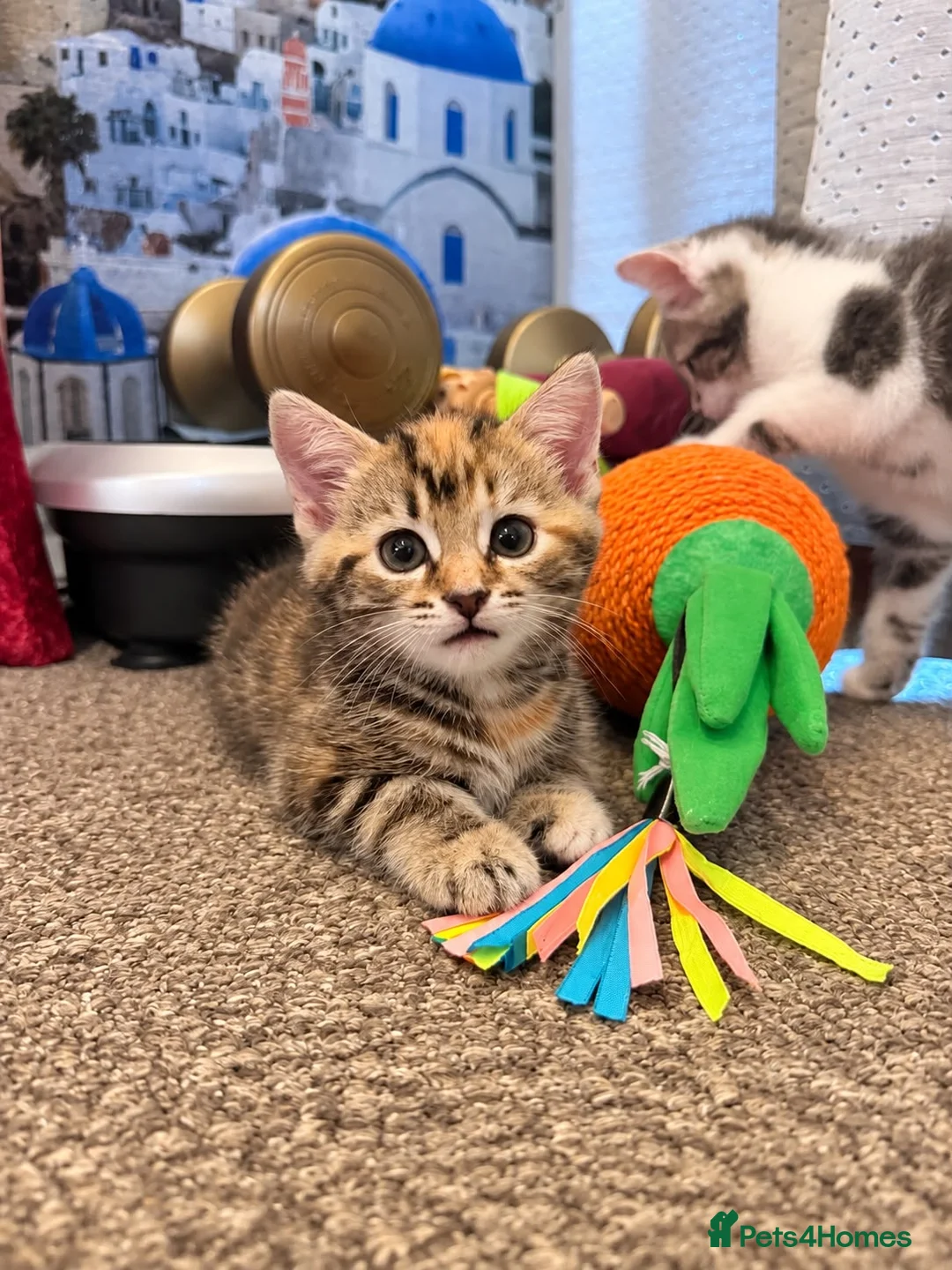 Domestic Shorthair cats for sale: Kittens friendly  - Advert 2