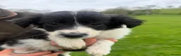 Smooth Collie dogs for sale: Sheepdog pups - Advert 4