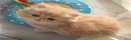 Persian cats for sale: Gorgeous persian kittens - Advert 29