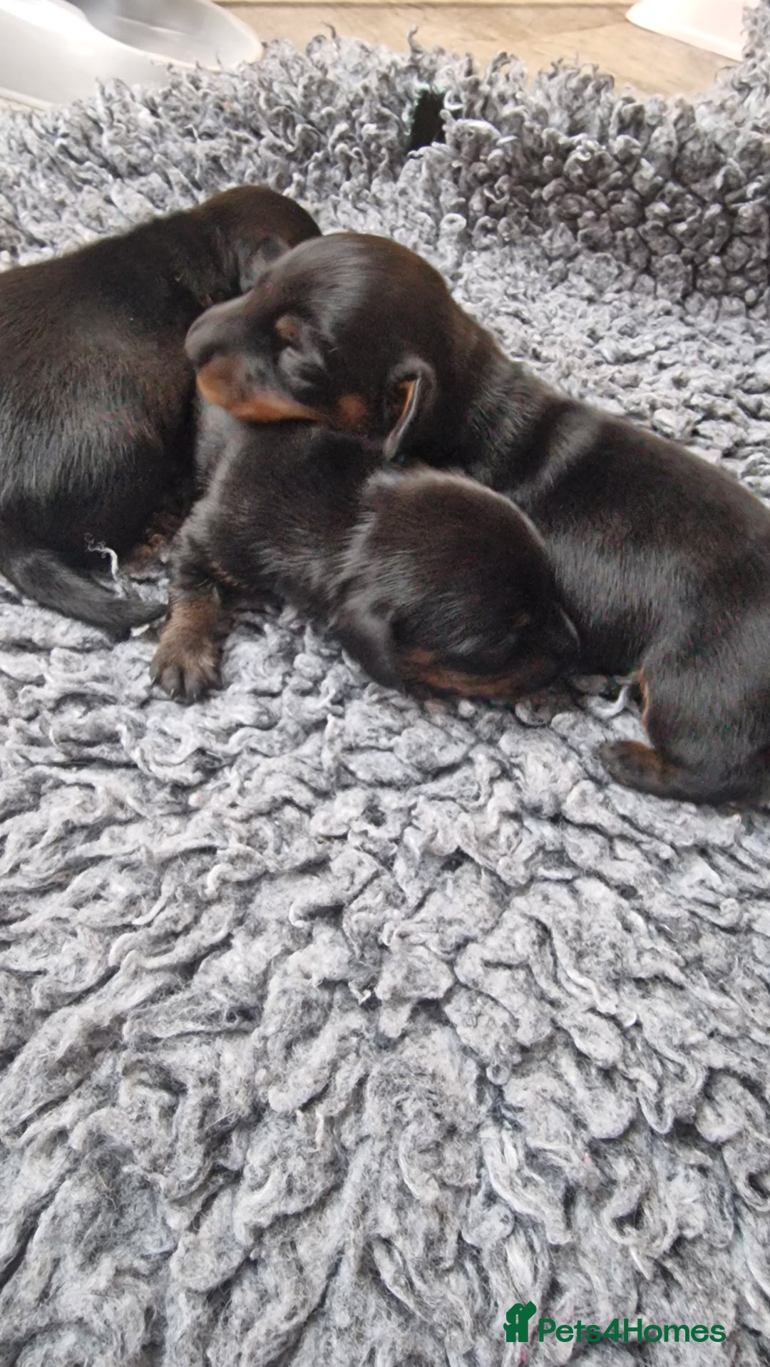 Miniature Dachshund dogs for sale: Beautiful Pedigree Minature Dachshunds Black & Tan - Advert 13