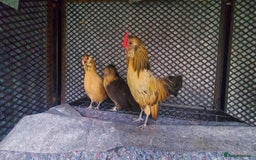 Chickens poultry for sale: female Barbu D'Anver Belgium Bantam chickens  - Image 2