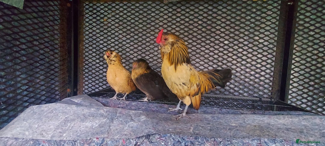 Chickens poultry for sale: female Barbu D'Anver Belgium Bantam chickens  - Image 2