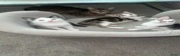 Mixed Breed cats for sale: 3 female kittens  - Advert 21