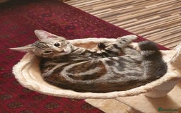 American Shorthair cats for sale: 2 adorable kittens for sale - Advert 4