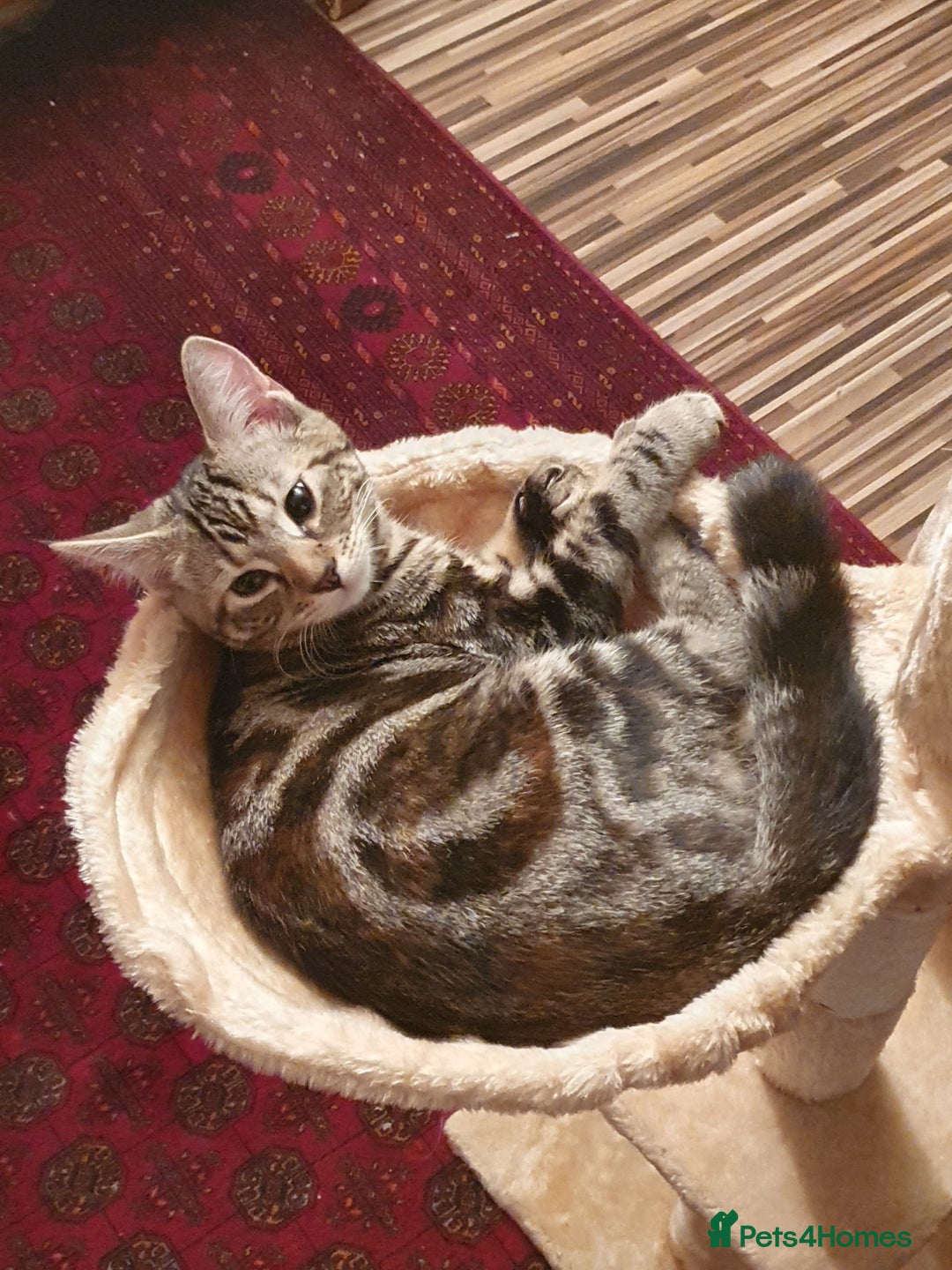 American Shorthair cats for sale: 2 adorable kittens for sale - Advert 4