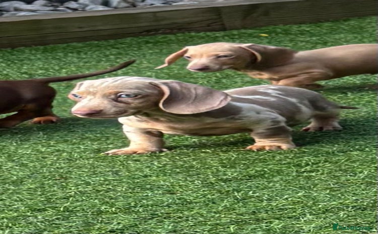 Miniature Dachshund dogs - Advert 3