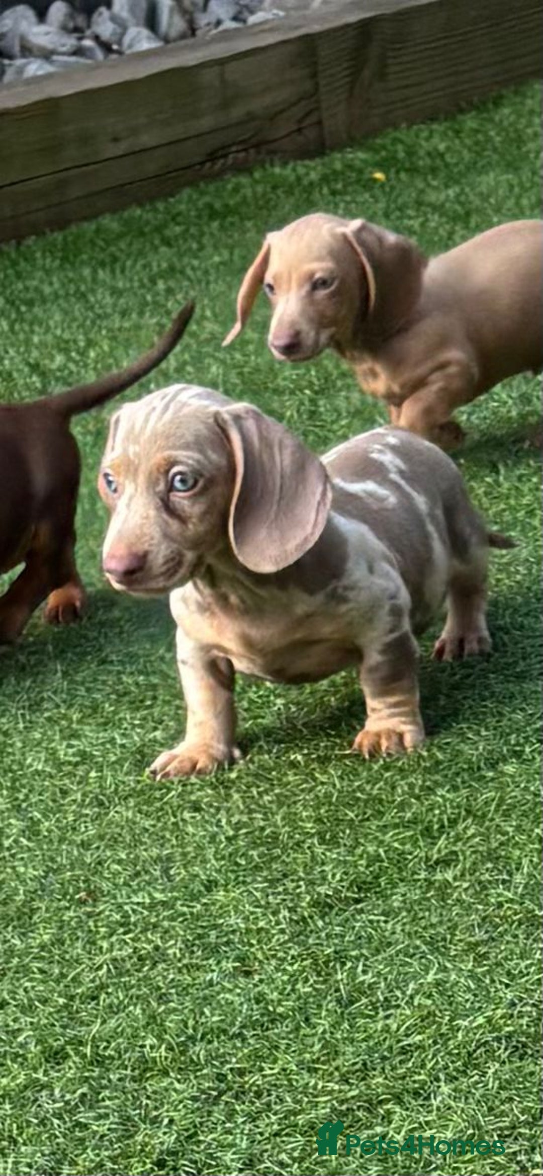 Miniature Dachshund dogs for sale: Mini Daxis Available - Image 1