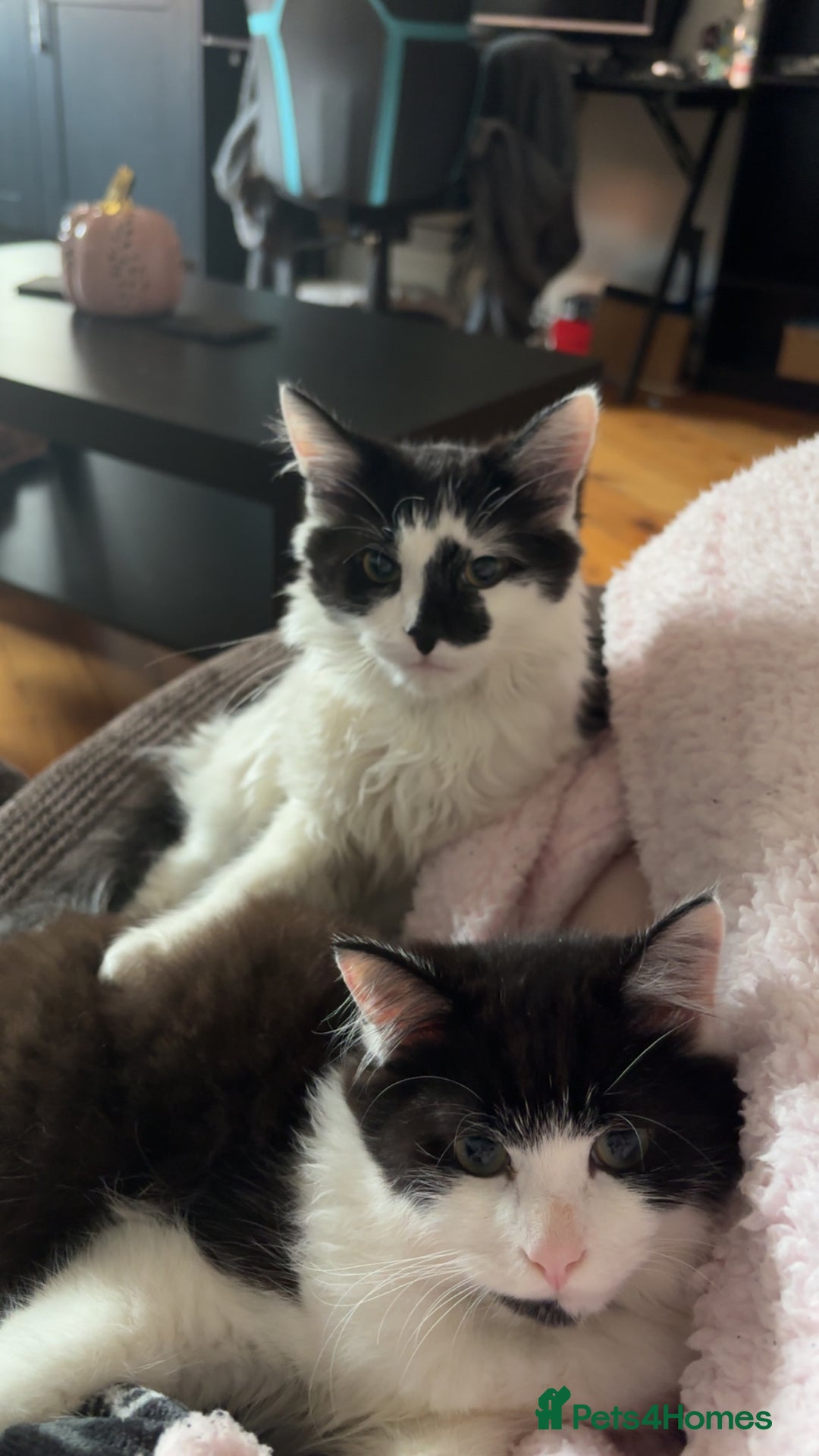 Mixed Breed cats for sale: Momo mane coon mix  - Advert 14