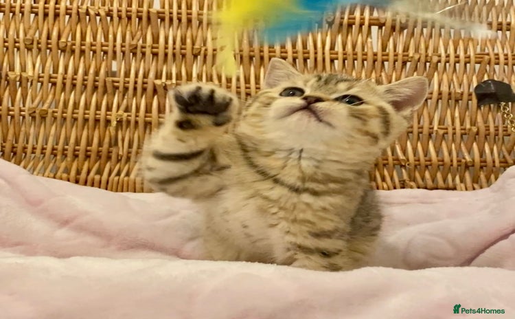 British Shorthair cats 🧸EXCEPTIONAL QUALITY PURE BREED BSH TEDDY BEARS🧸 - Advert 15