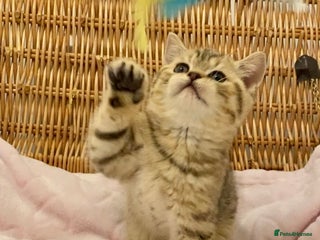 British Shorthair cats 🧸EXCEPTIONAL QUALITY PURE BREED BSH TEDDY BEARS🧸 - Advert 16