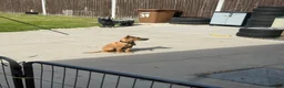 Mixed Breed dogs for sale: Mali cross staffy  in Willenhall - Advert 3