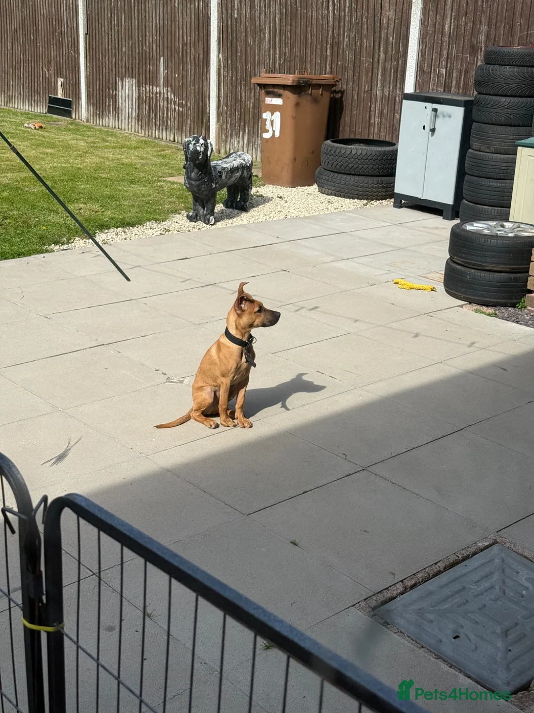 Mixed Breed dogs for sale: Mali cross staffy  in Willenhall - Advert 3
