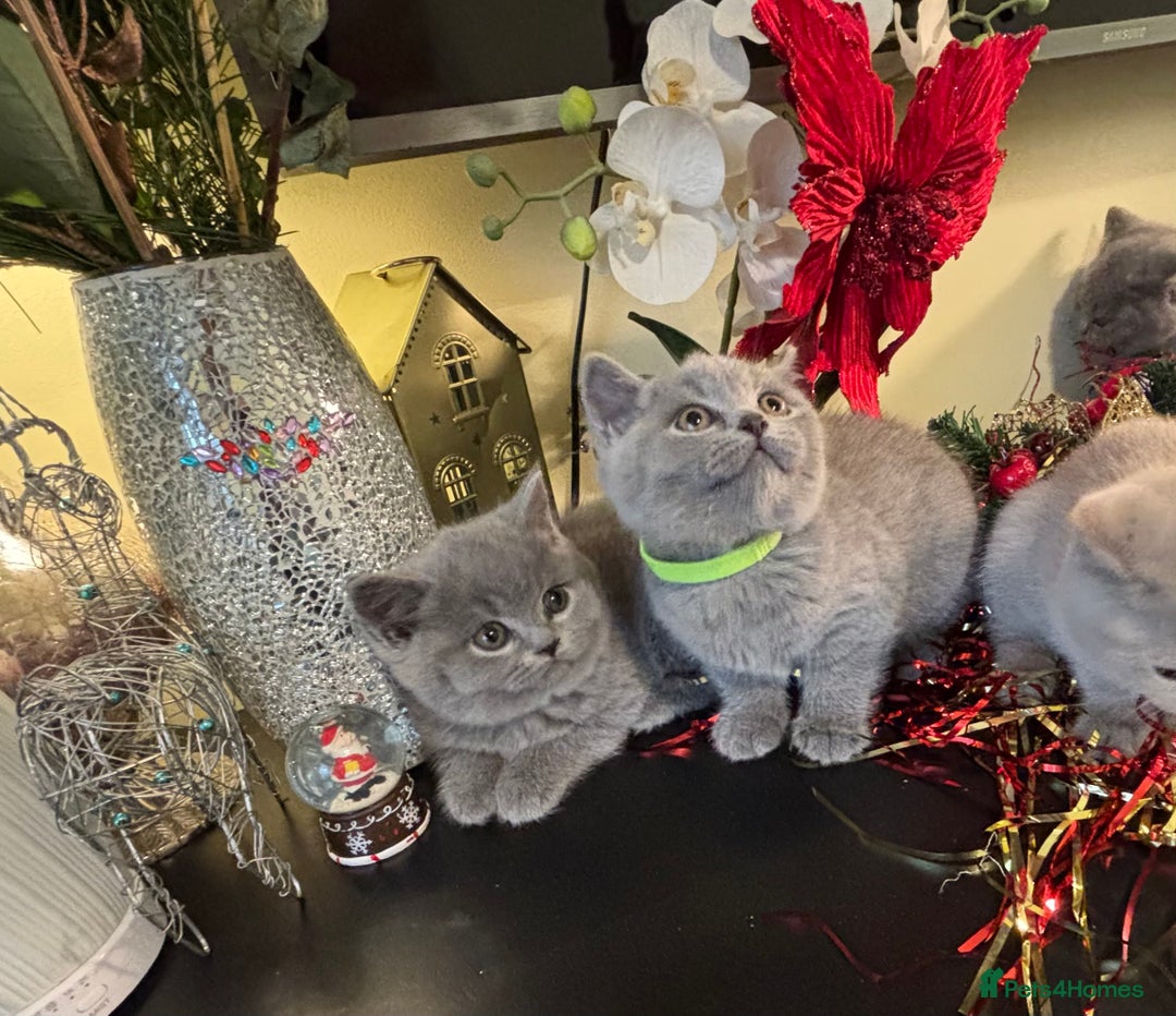 British Shorthair cats for sale: Full British shorthair kittens, London - Advert 7