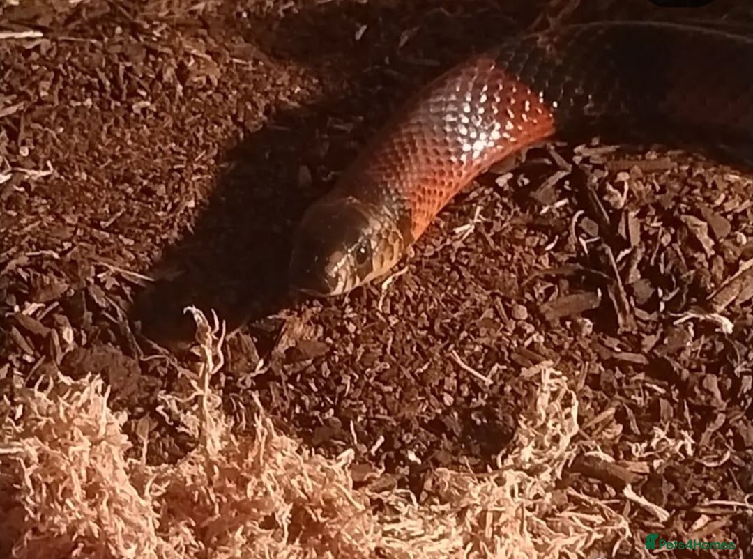 Milk Snake reptiles for sale: Hondurian milkshake for sale - Image 5