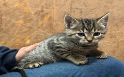 Domestic Shorthair cats for sale: 6 gorgeous kittens - Image 2