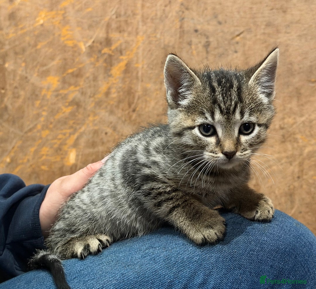 Domestic Shorthair cats for sale: 6 gorgeous kittens - Image 2