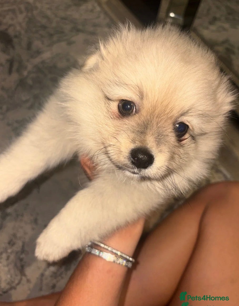 Pomeranian dogs Pomeranian - Advert 16