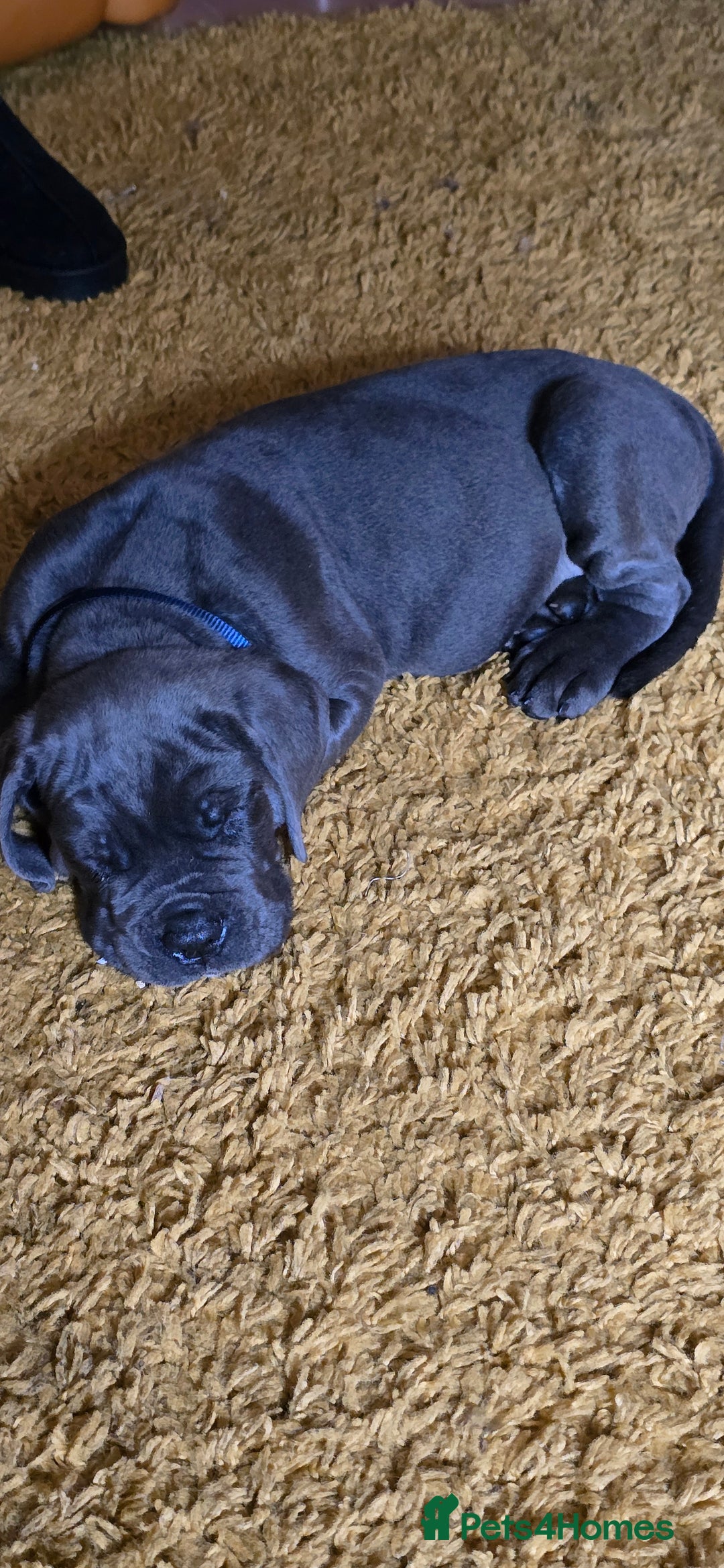 Cane Corso dogs for sale: My puppies  - Image 16