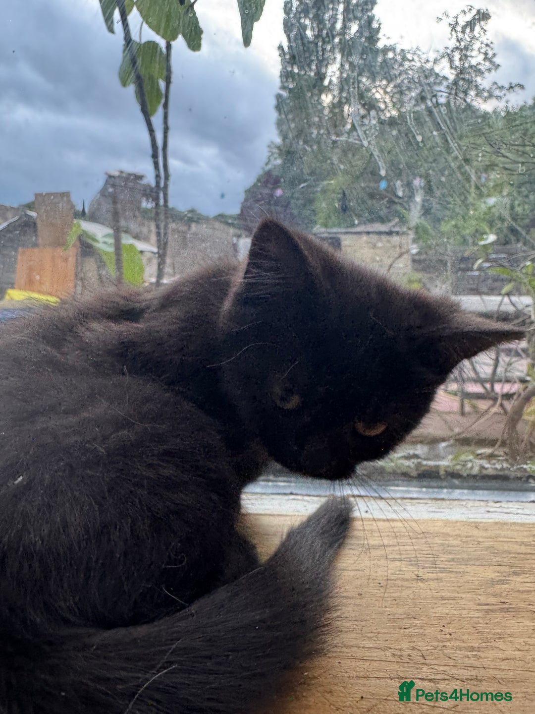 Persian cats for sale: PERSIAN X in Bradford - Image 12