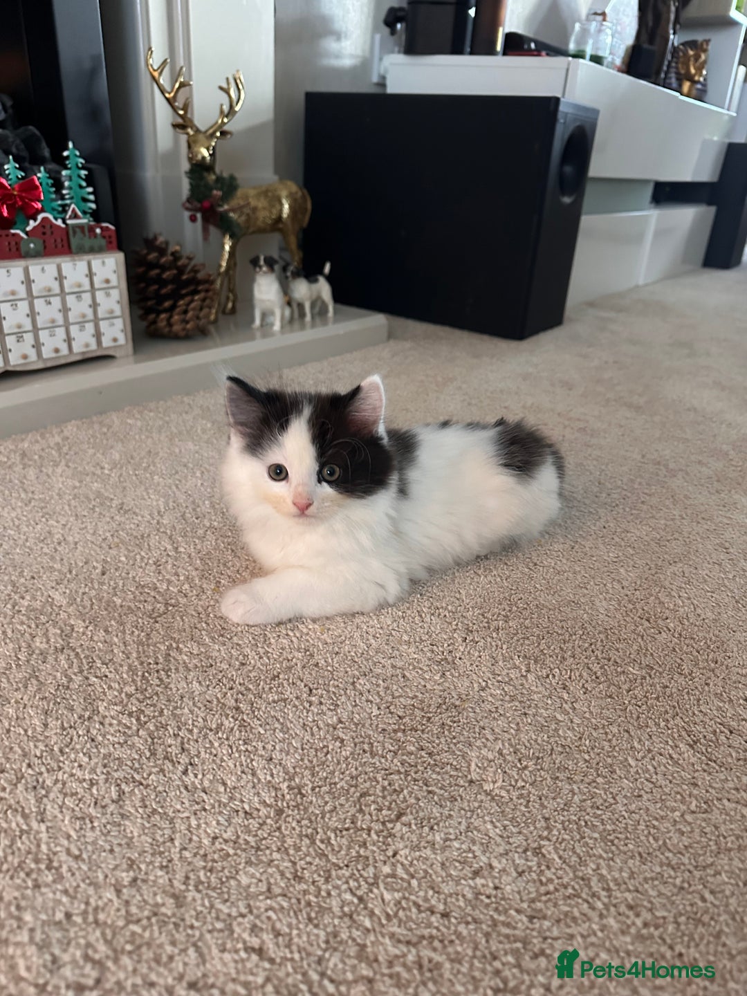 Mixed Breed cats for sale: 2 girls and 1 boy is available for re homing  - Advert 5