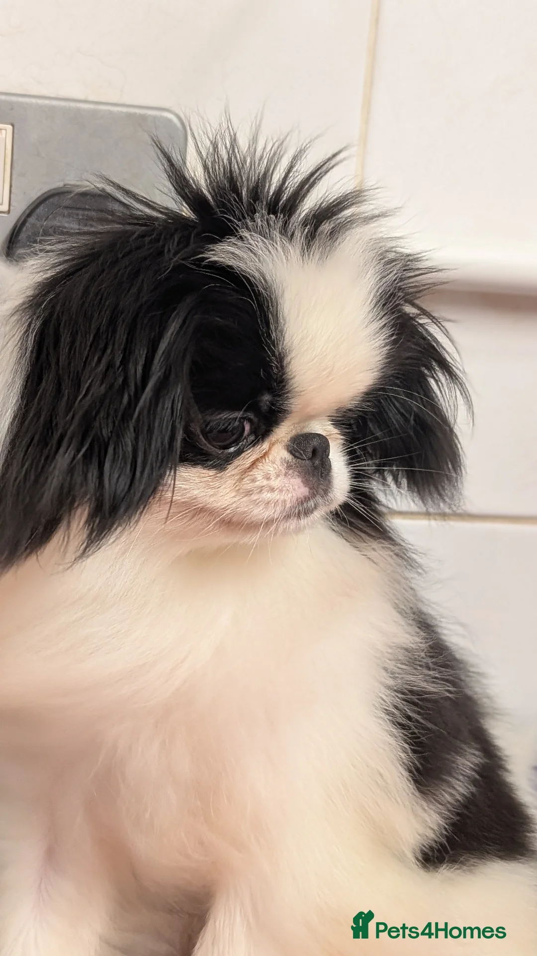 Japanese Chin dogs for sale: Japanese chin puppy bitch for sale  - Advert 4