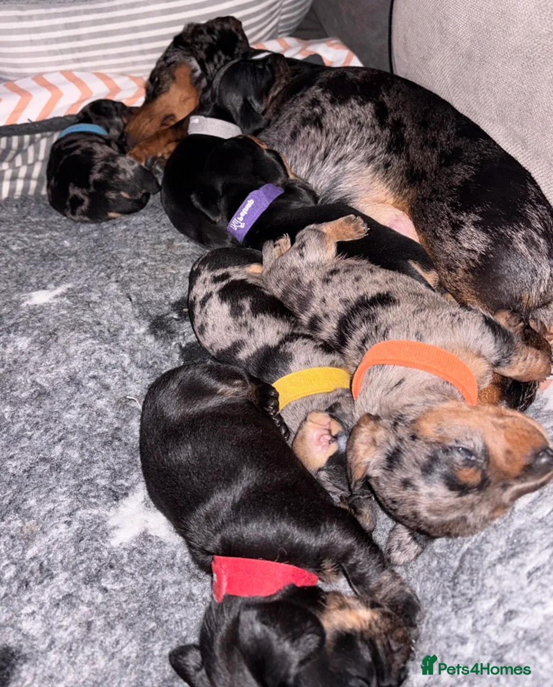 Miniature Dachshund dogs for sale: 5 PURE Miniature Dachshund puppies for sale - Advert 4