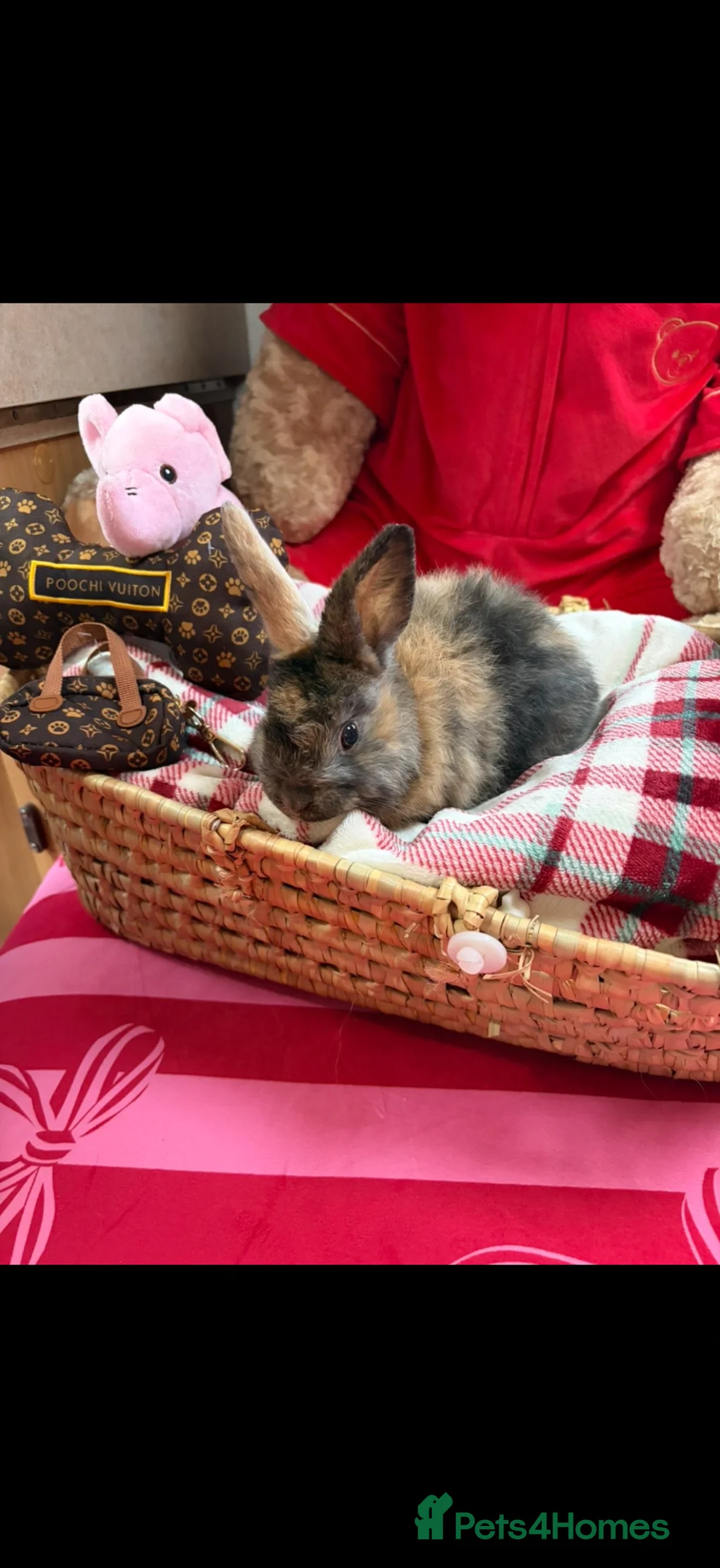 Mixed Breed rabbits for sale: Beautifull minni lop and lion head pair  in York - Advert 1