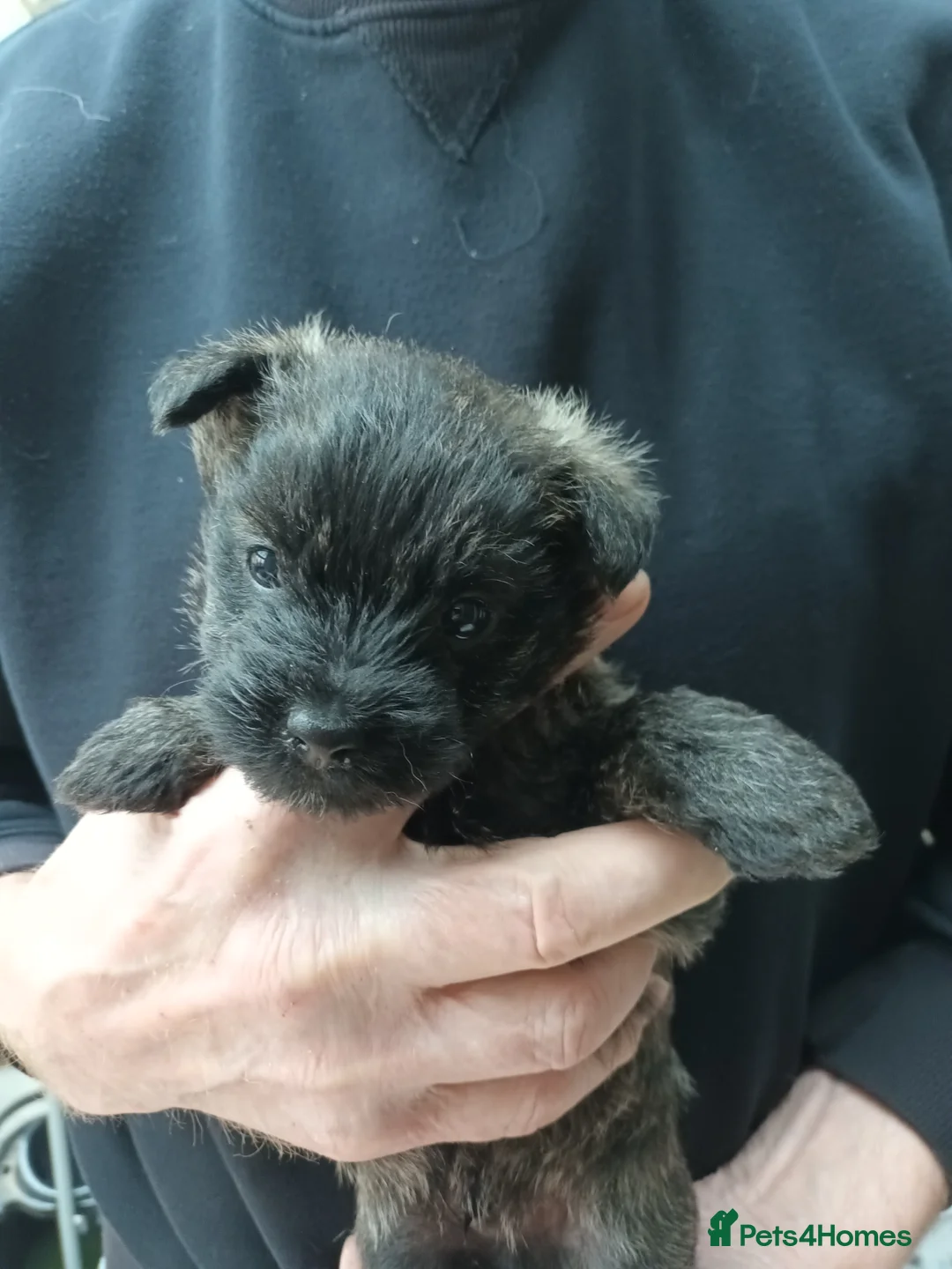 Cairn Terrier dogs for sale: Cairn Terrier Puppies in High Peak - Advert 6