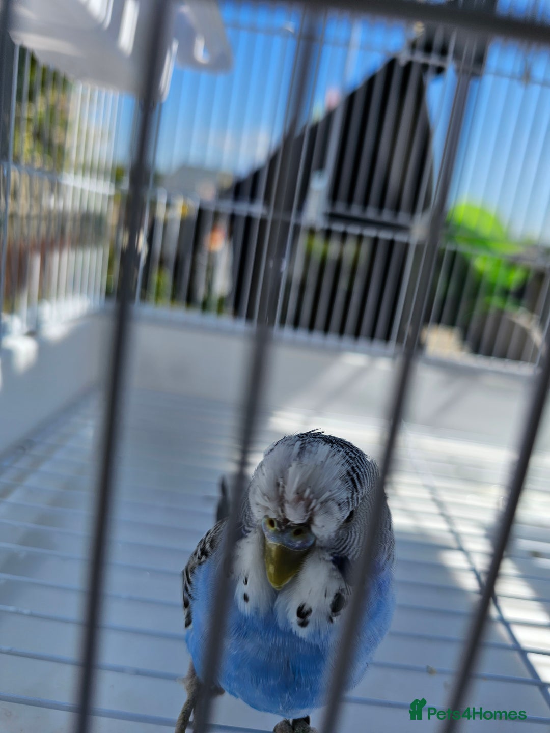 Budgerigars birds for sale: Blue Budgie with Travel Cage – £40 in Workington - Image 1