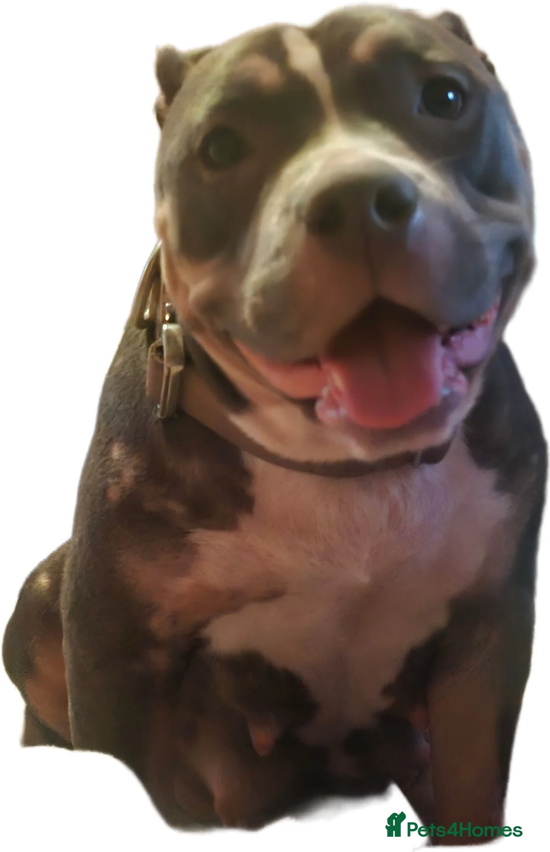 Mixed Breed dogs for sale: Pocket bully cross presa canario in Blackburn - Advert 2