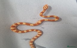 Corn Snake reptiles for sale: Hatchling corn snakes - Image 3