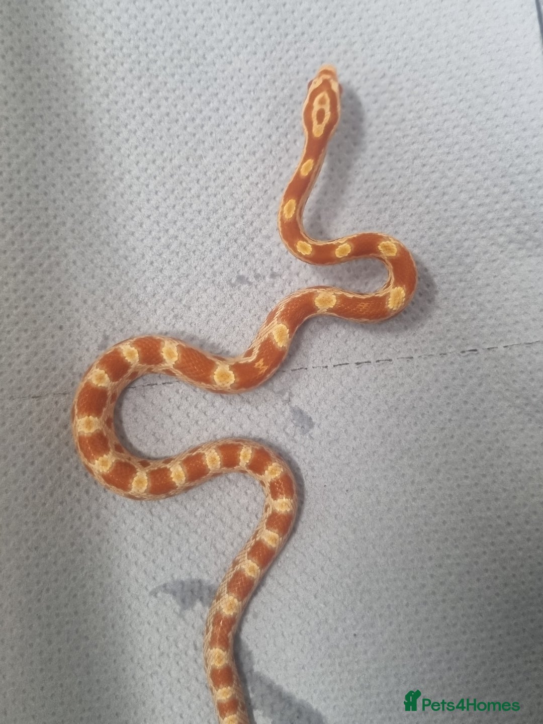 Corn Snake reptiles for sale: Hatchling corn snakes - Image 3