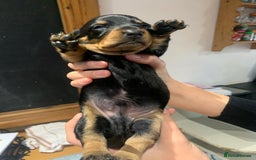 Dachshund dogs for sale: Miniature dachshund pups  - Image 1