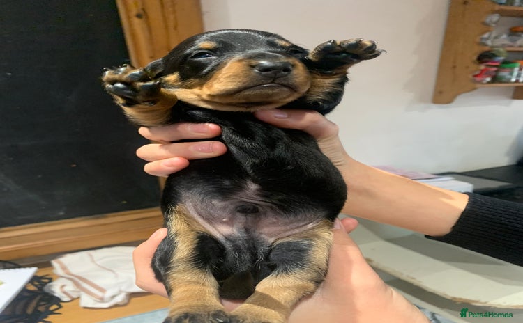 Dachshund dogs - Advert 10