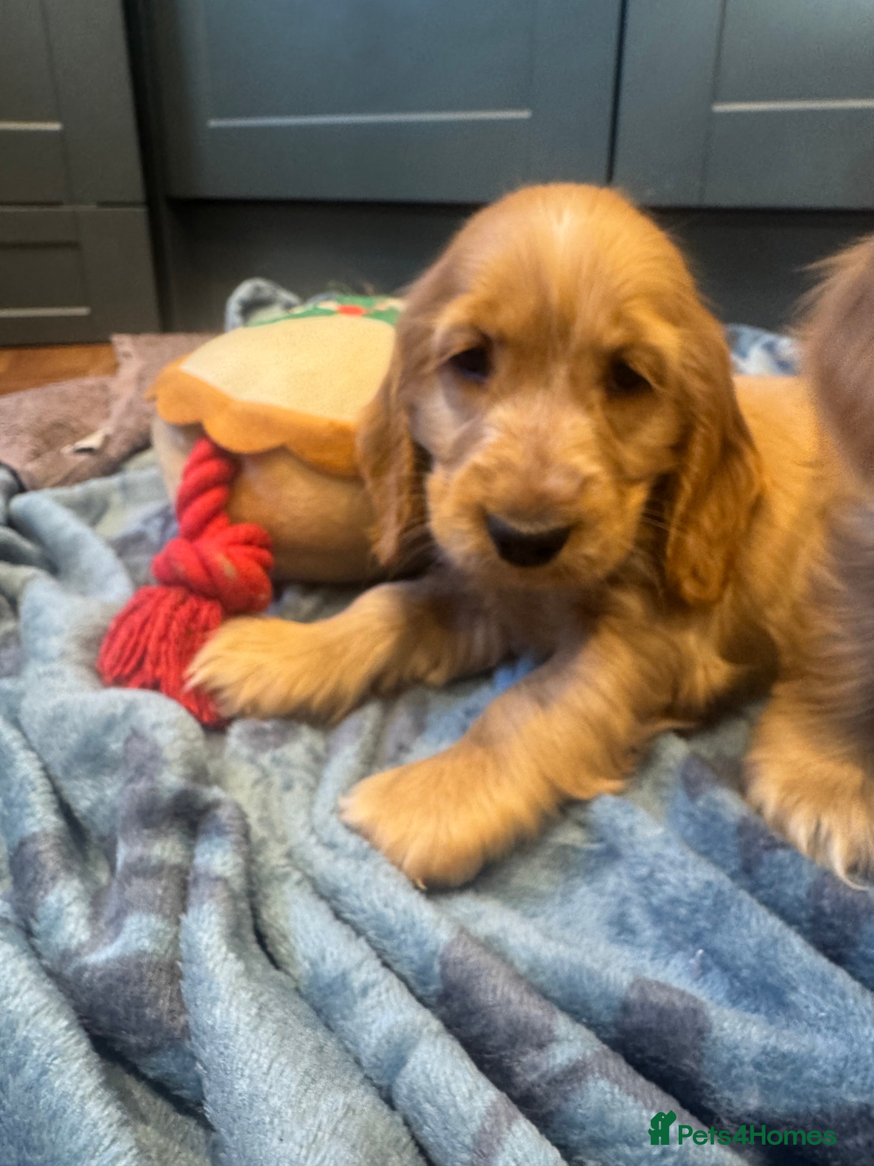 Cocker Spaniel dogs Gorgeous golden Show Cocker spaniel Litter  - Advert 15
