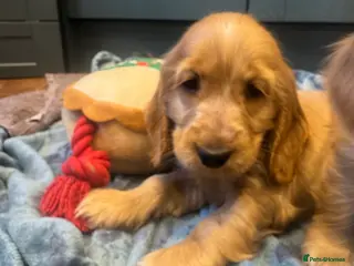 Cocker Spaniel dogs Gorgeous golden Show Cocker spaniel Litter - Advert 15