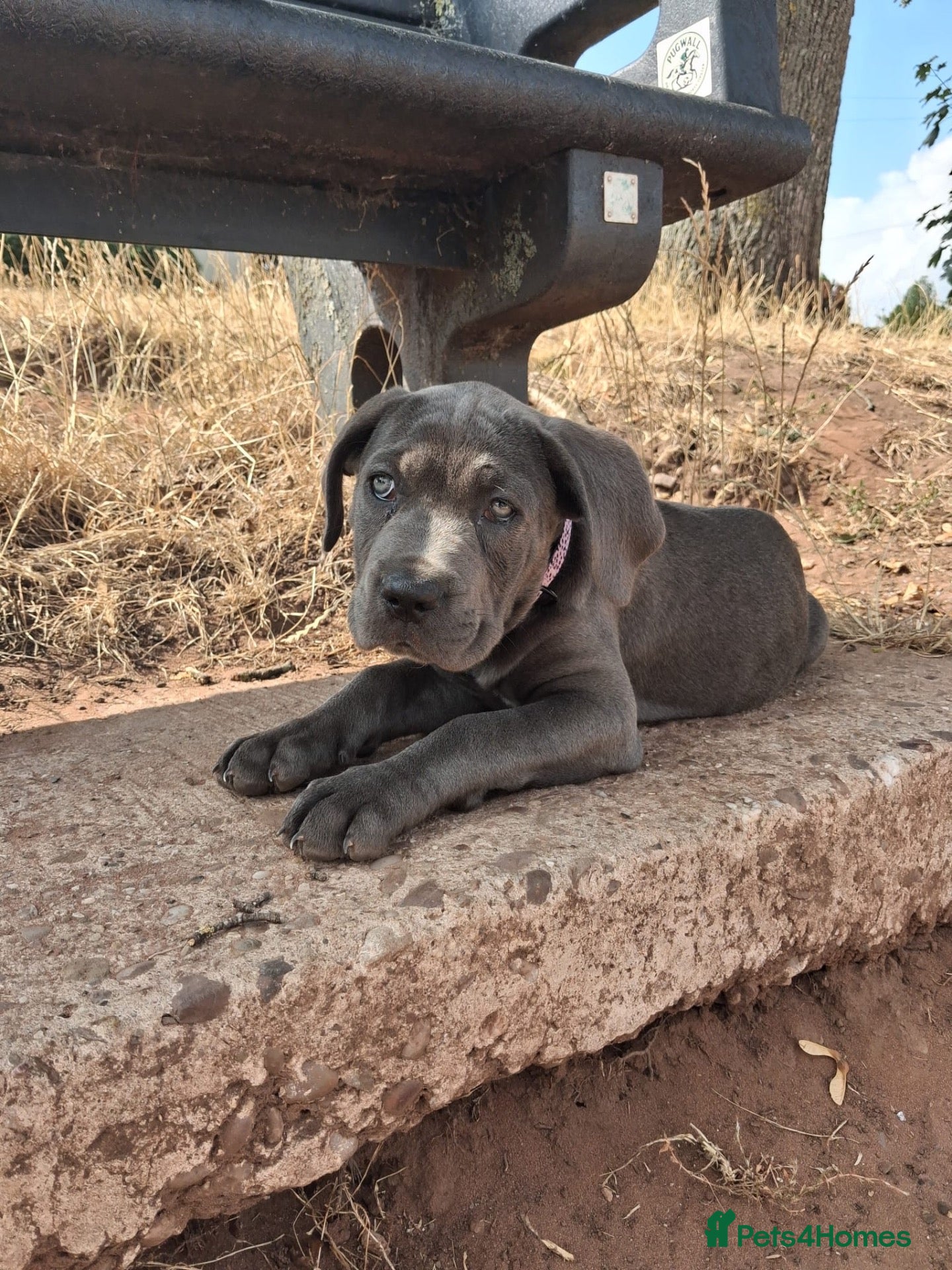Cane Corso dogs 13 week old beautiful cane corso female pup  - Advert 7