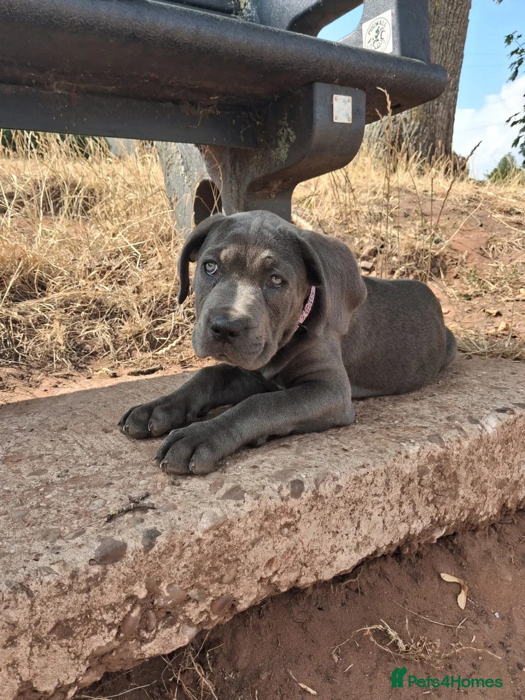 Cane Corso dogs for sale: 13 week old beautiful cane corso female pup  - Advert 1