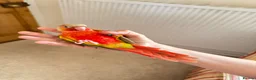 Conures birds for sale: Hand Reared Conures For Sale - Advert 4