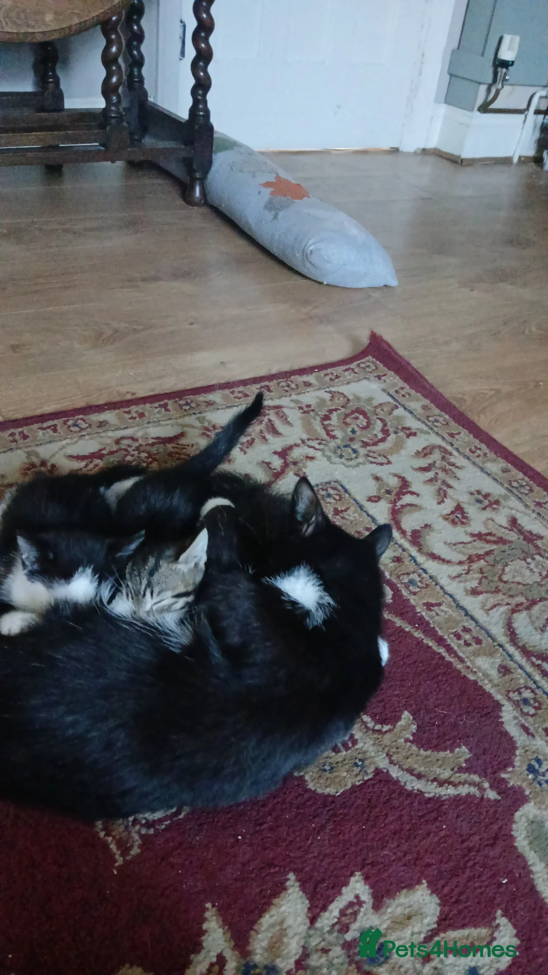 Mixed Breed cats for sale: Kitten for sale - Advert 1
