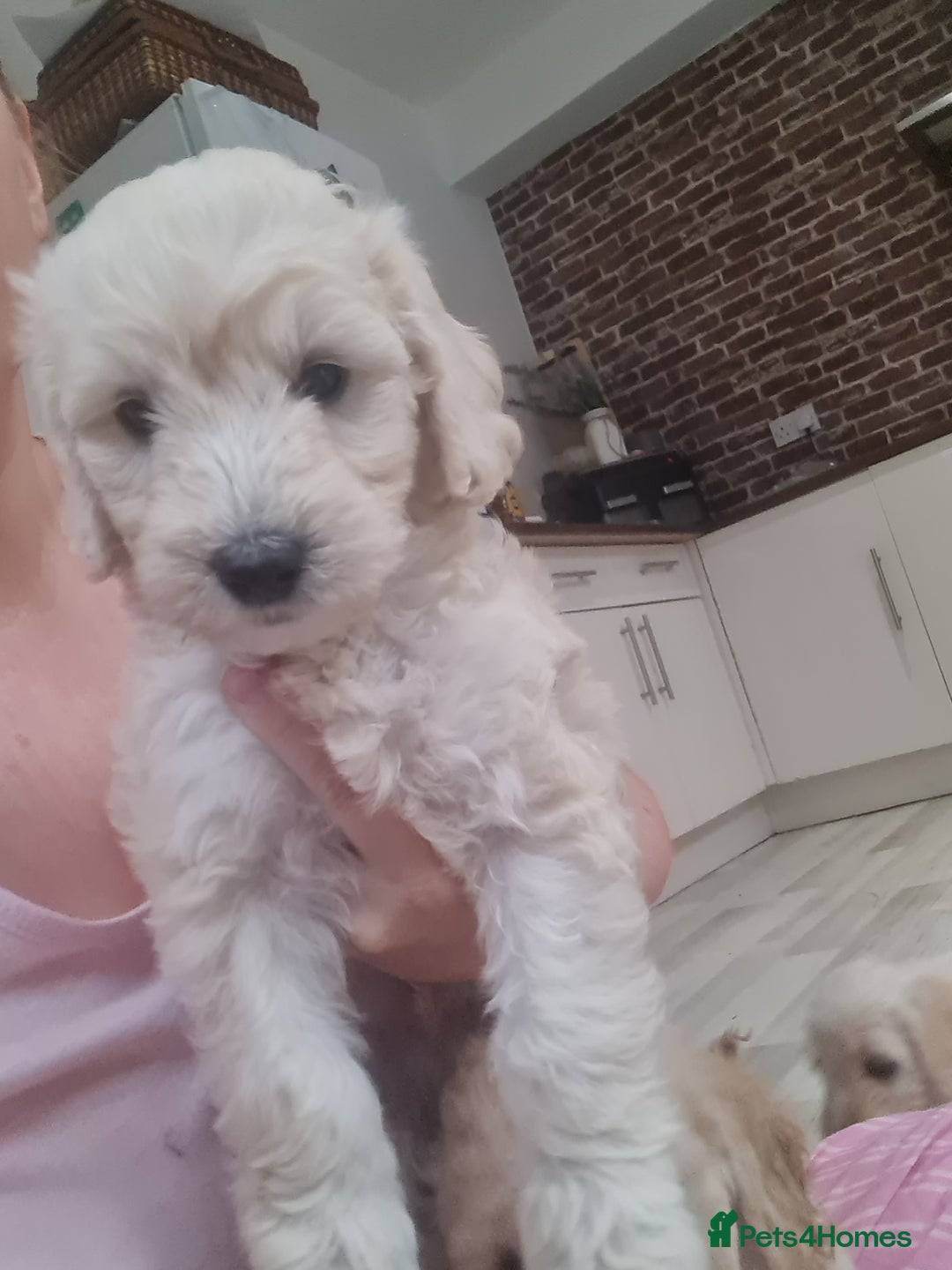 Mixed Breed dogs for sale: Ready now! Labradoodle pups - Image 5