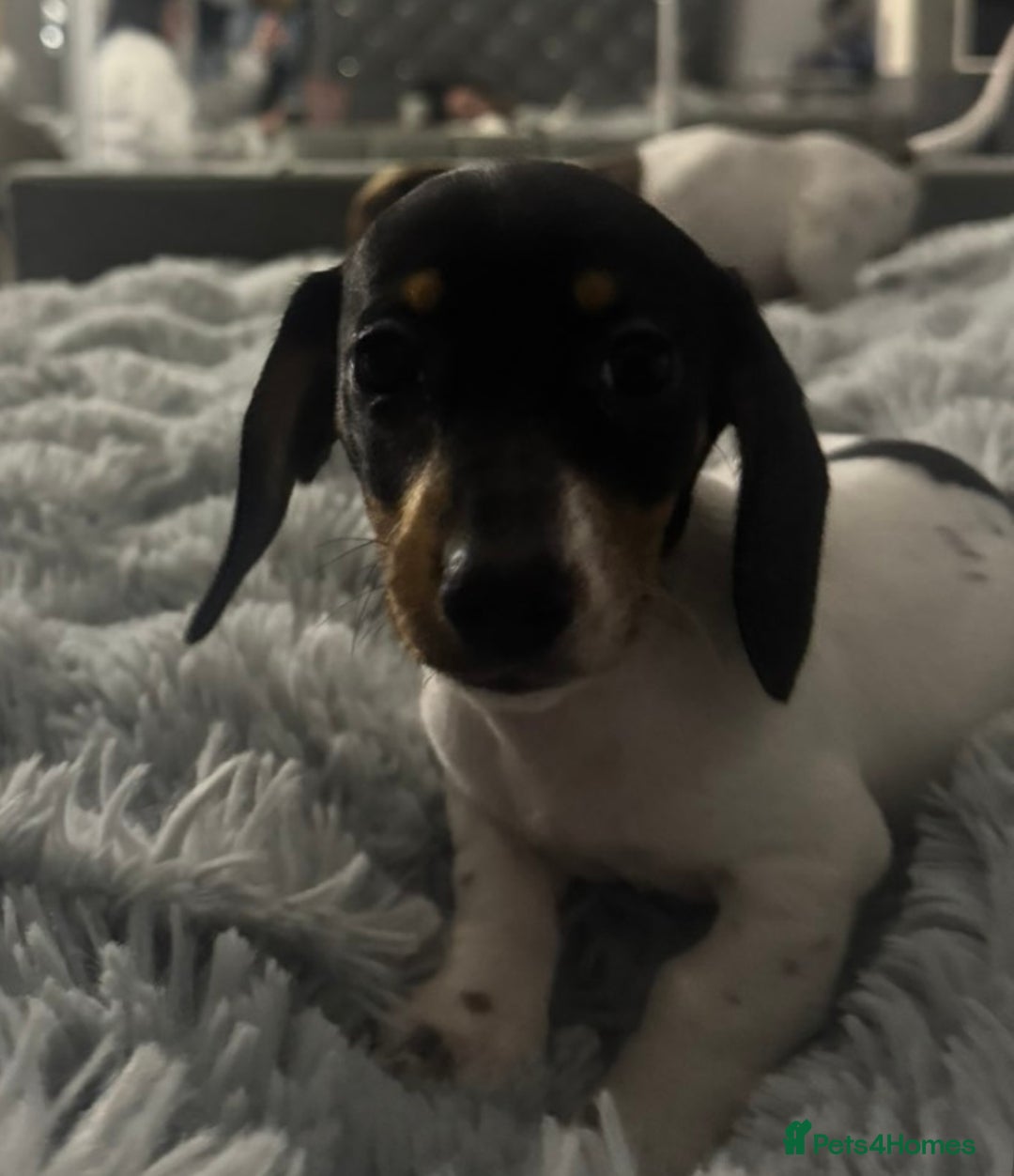 Miniature Dachshund dogs for sale: Four beautiful miniature dachshund girls - Advert 40