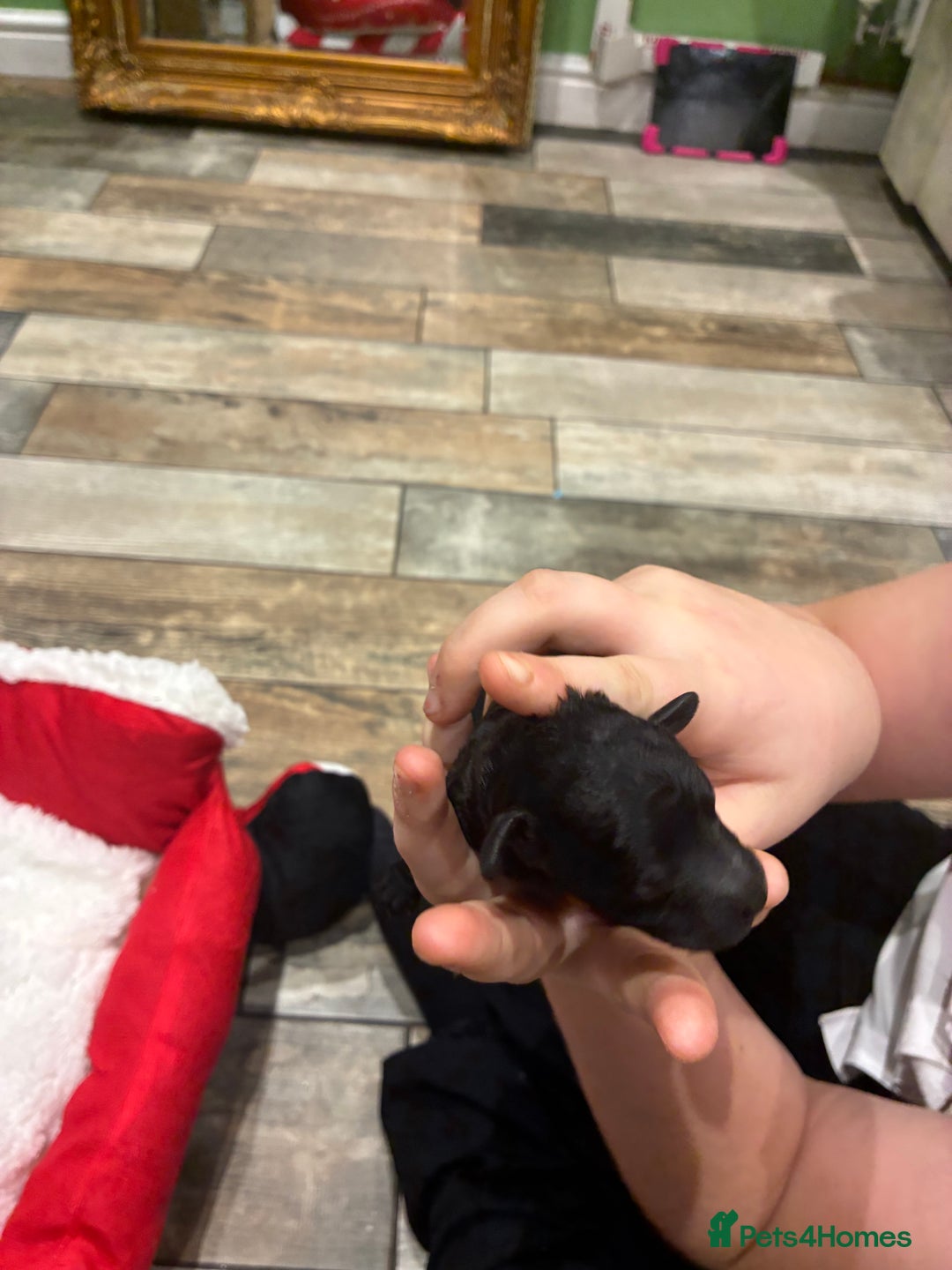 Miniature Poodle dogs for sale: beautiful miniature poodles  - Advert 11