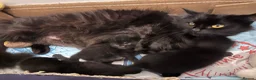 Mixed Breed cats for sale: Two girl kittens ready for new home in Worcester Park - Advert 1