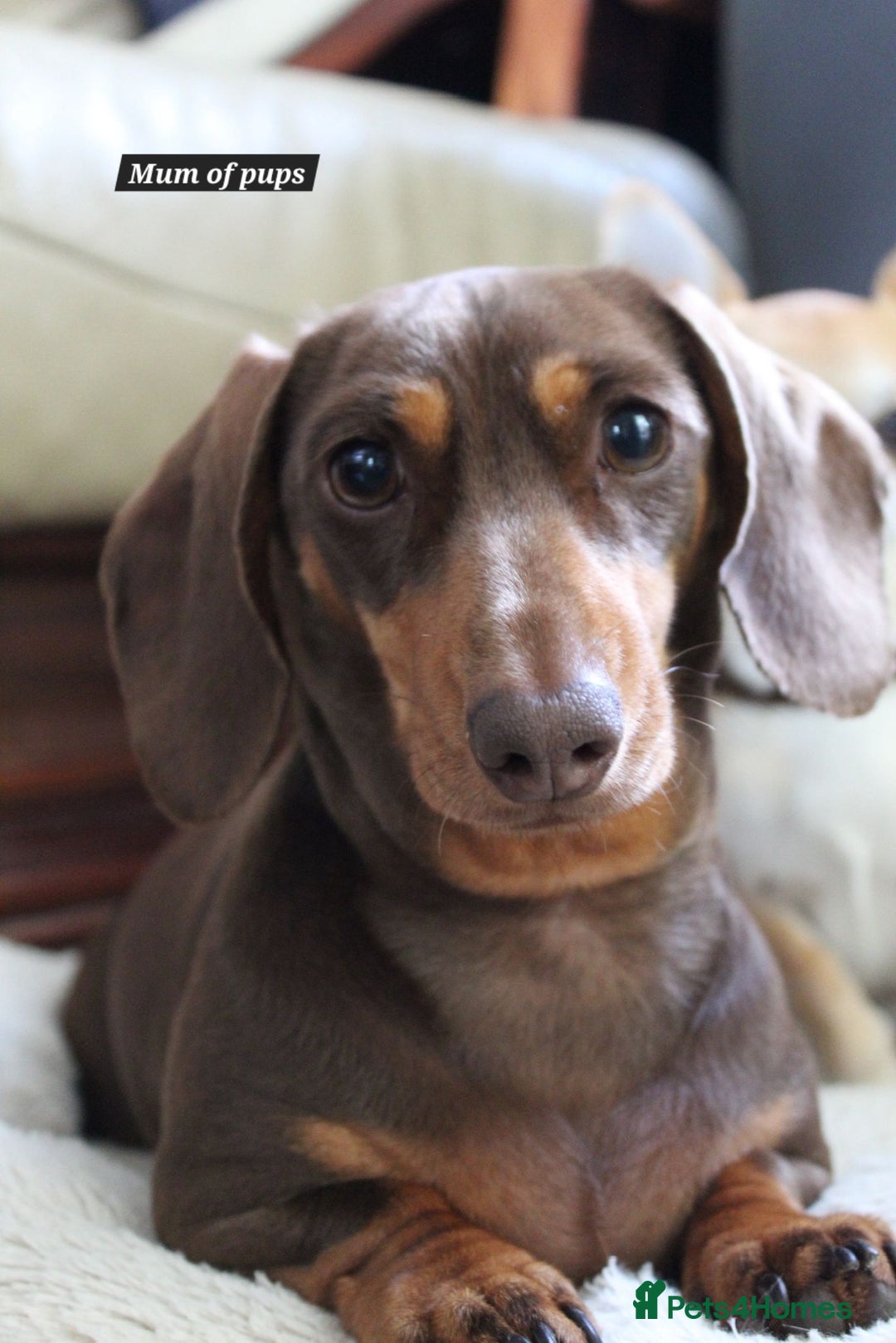 Miniature Dachshund dogs for sale: FULLY VACCINATED, READY NOW, PRA ClR, KC Reg pups - Advert 3