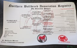 Dorset Olde Tyme Bulldogge dogs for sale: Buster - Image 5
