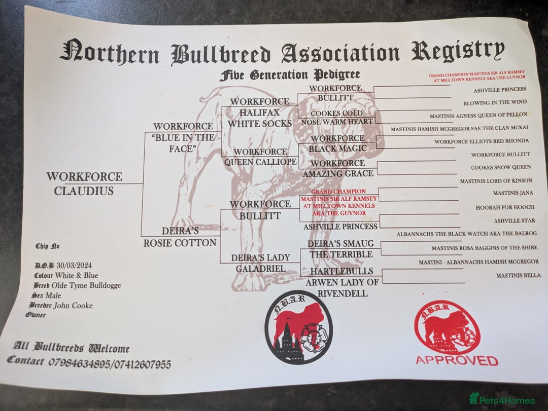 Dorset Olde Tyme Bulldogge dogs for sale: Buster - Image 5