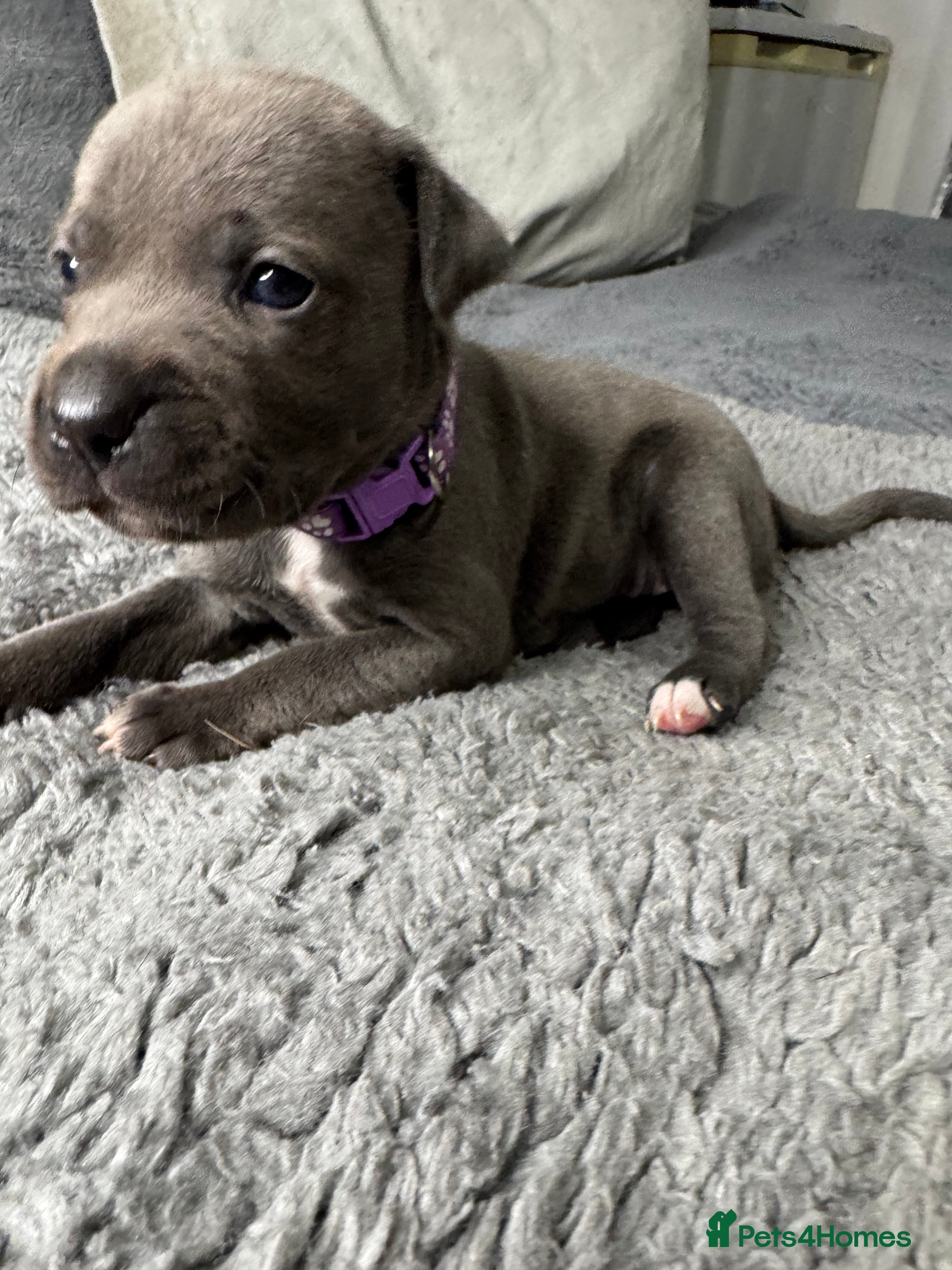 Staffordshire Bull Terrier dogs One ❤️Girl ❤️left  - Advert 4