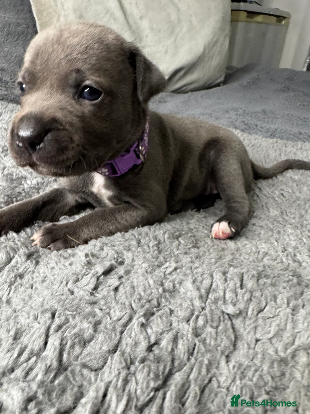 Staffordshire Bull Terrier dogs for sale: Staffy puppy for sale - Advert 4