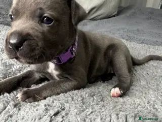 Staffordshire Bull Terrier dogs One ❤️Girl ❤️left - Advert 1